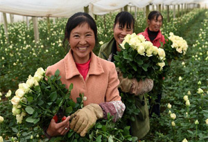 ยูนนานผลิตดอกไม้สดตัดช่อมากเป็นอันหนึ่งของประเทศจีนนานติดต่อกันเป็นเวลา 25 ปี