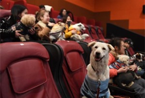 โรงภาพยนตร์เมืองหางโจวเปิดให้สุนัขเข้าร่วมฉลองปีจอ