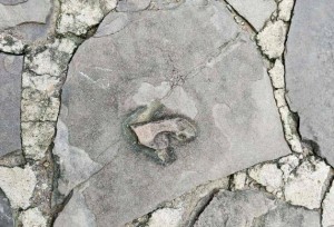 พบในมรดกโลก! รอยเท้าไดโนเสาร์บนแผ่นหิน