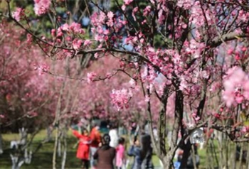 ซากุระเบ่งบานในสวนสาธารณะหยวนทงซาน เมืองคุนหมิง