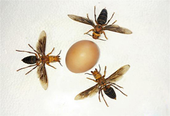 ผู้เชี่ยวชาญด้านแมลงพบซุปเปอร์ตัวต่อในมณฑลยูนนาน ความยาวมากกว่า 6 เซนติเมตร
