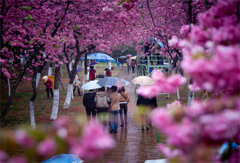 โอบกอดทะเลดอกไม้ในเดือนมีนาคมที่เมืองคุนหมิง