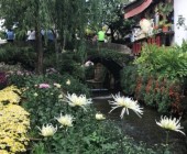 ดอกเบญจมาศบานสะพรั่งต้อนรับนักท่องเที่ยวในเมืองลี่เจียง มณฑลยูนนาน 