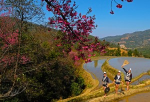 บนภูเขาชนชาติฮานี ดอกซากุระกำลังบานสะพรั่งตัดกับนาขั้นบันไดทำให้ทิวทัศน์ยิ่งงดงามน่าชม