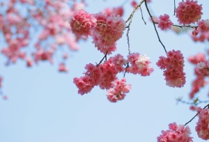 “ทัวร์ดอกไม้บานที่คุนหมิง” ได้รับความนิยมเป็นอย่างมากจากนักท่องเที่ยวในเอเชียตะวันออกเฉียงใต้