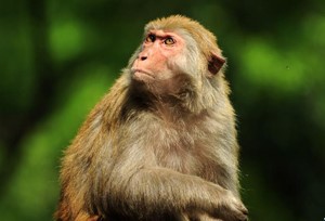 ລິງ macaque ​ຢູ່​ສວ​ນ​ສາ​ທາ​ລະ​ນະ​ລິງ​ຊ່ານ​ຂອງ​ເມືອງ​ກຸ້ຍ​ຢາງ​ແຂວງ​ກຸ້ຍ​ໂຈ່ວ