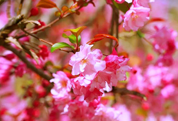 ផ្កា Begonia នៃស្រុកថុងហៃខេត្តយូណានបានរីកយ៉ាងស្គុះស្គាយ